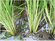 친환경쌀(우렁이농법)