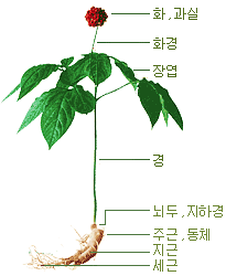 인삼의 형태 - 화 및 과실, 화경, 장엽, 경, 뇌두 및 지하경, 주근 및 동체, 지근, 세근