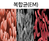 복합균(EM)