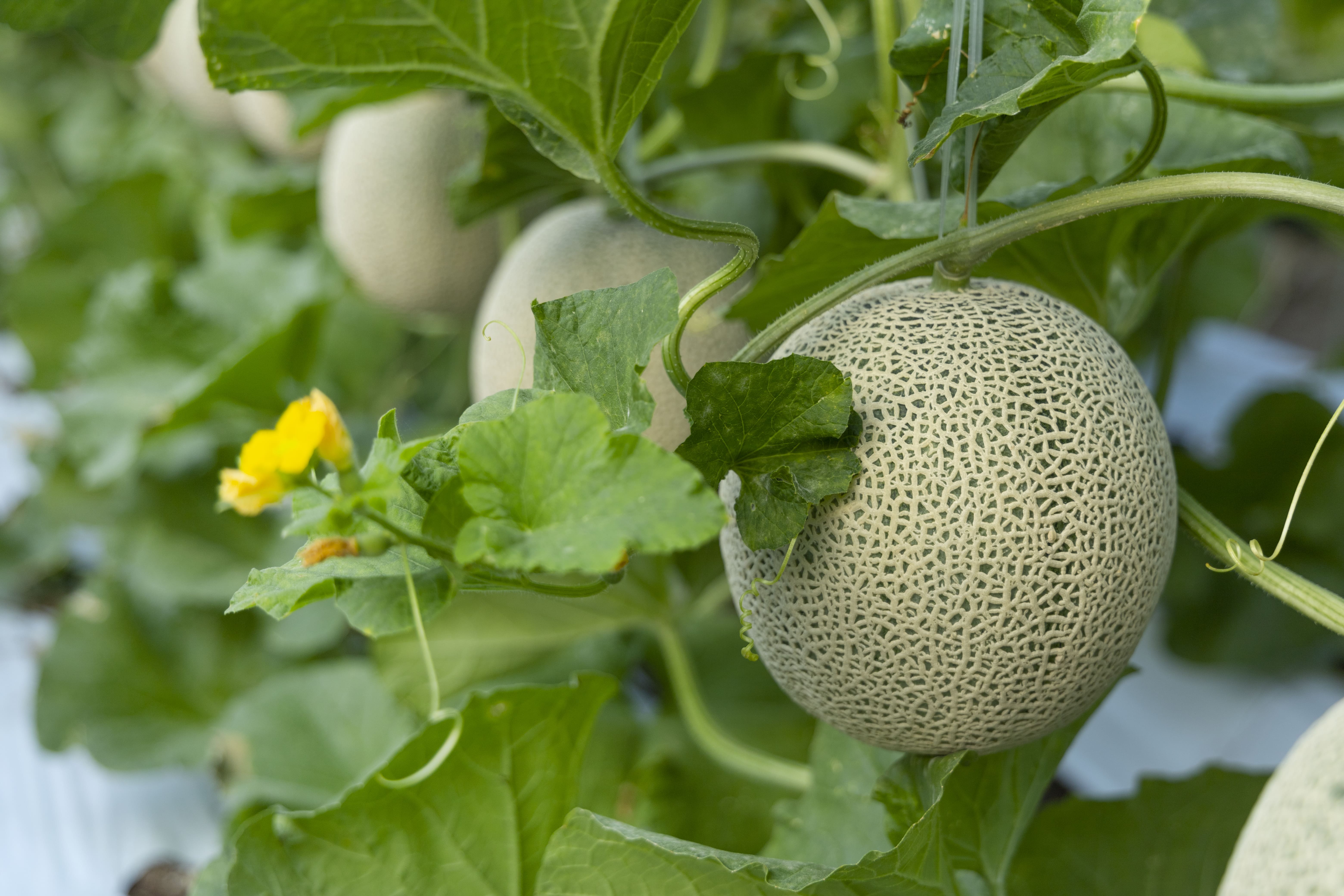당도 최고! 멜론