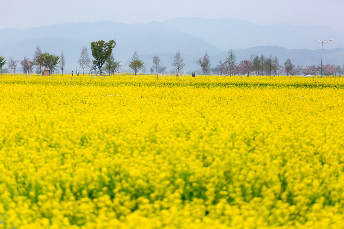 봄, 노란 바다에 첫 여행의 설렘!부귀면의 봄은 유채꽃으로 시작합니다. 끝없이 펼쳐진 노란 물결 위로 메타세콰이어가 연둣빛 새잎을 틔우면, 길은 꽃향기와 설렘으로 가득 찹니다. 낮은 산자락과 어우러진 풍경은 사진 한 컷만으로도 여행의 이유가 됩니다.특히나 3~4월 유채꽃 만개하고 산책·피크닉·인생사진 촬영 최적기입니다!