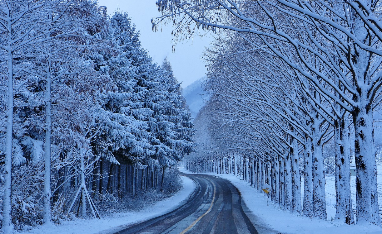 겨울, 고요가 내려앉은 설경!눈이 내리면 메타세콰이어길은 숨을 고른 듯 고요해집니다. 나뭇가지마다 쌓인 눈꽃과 하얀 도로는 마치 한 폭의 수묵화. 차분한 걸음 속에서 겨울 숲의 깊이를 만납니다.