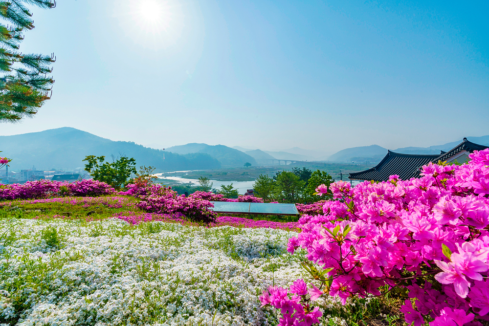 진안 원영장 꽃잔디마을 농촌체험