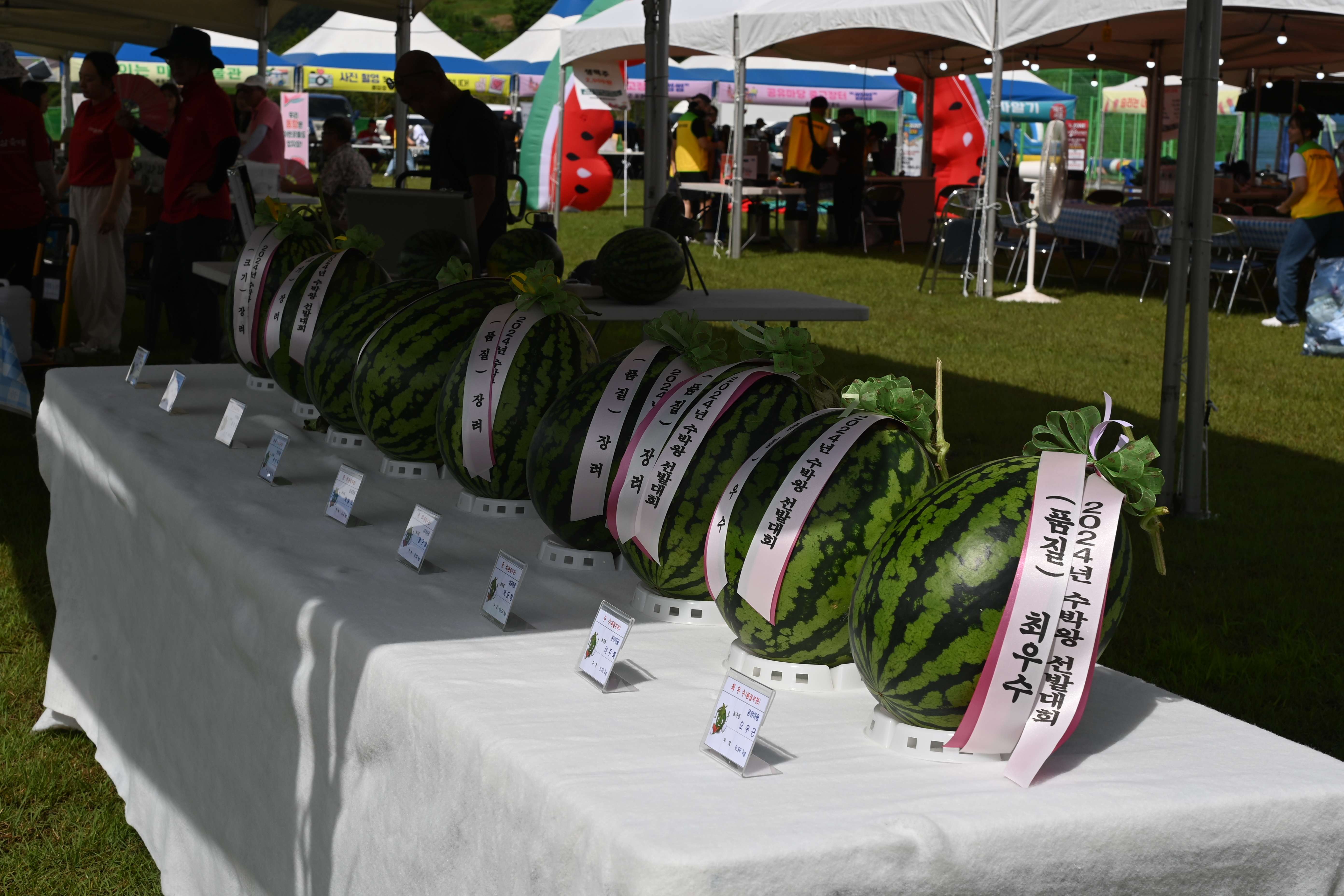 수박 품평회 & 수박 조각 전시동향 수박 농가가 한 해 동안 정성껏 키운 수박이 한자리에!크기·당도·품질을 겨루는 공식 품평회와 예술작품처럼 정교한 수박 조각 전시가 축제의 품격을 더합니다.