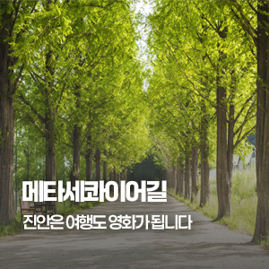 메타세콰이어길