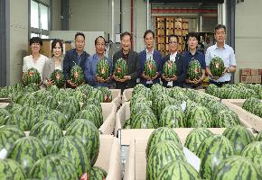 진안고원 명품 수박 맛보세요…8월 중순까지 5500톤 출하 이미지
