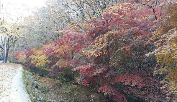 마이산의 가을 단풍을 중계2016.11.11합니다. - 2016년도 가을 단풍 마지막 사진입니다. 이미지(2)