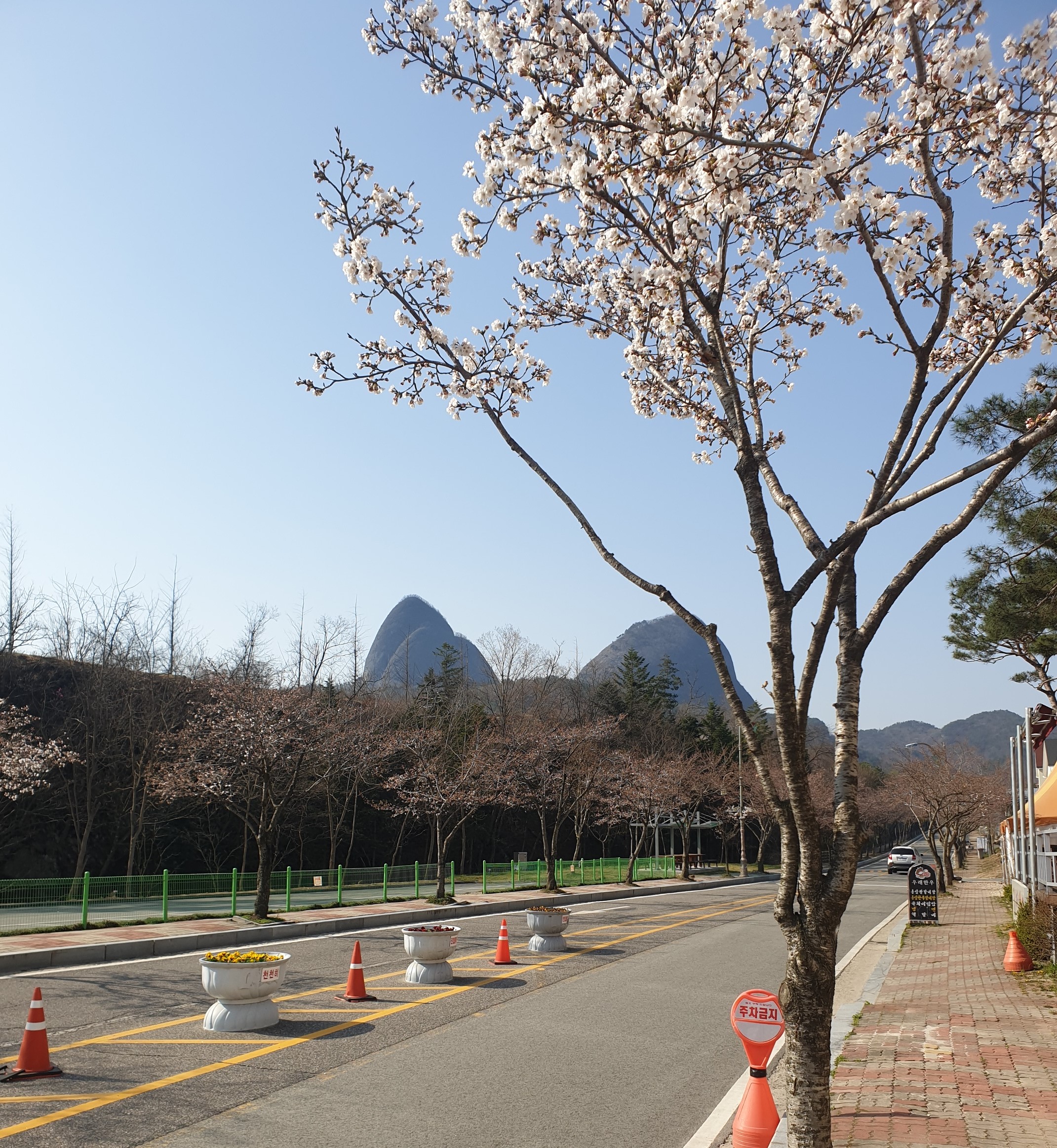 마이산 북부 벚꽃 개화상황입니다.(2020.4.3) 이미지(1)