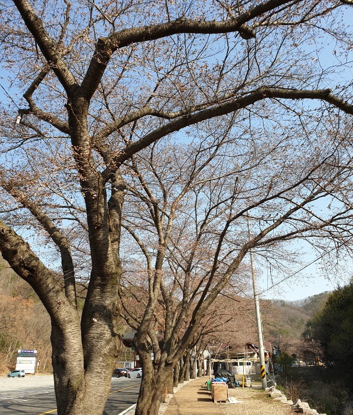 마이산 남부 벚꽃 개화상황입니다.(2020.4.3) 이미지(1)