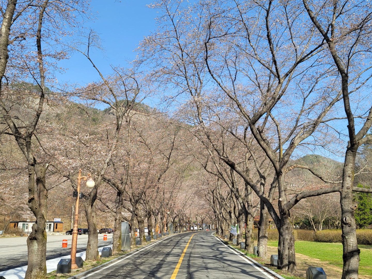 남부마이산 벚꽃개화 상황입니다.(2021.3.31.기준) 이미지(1)