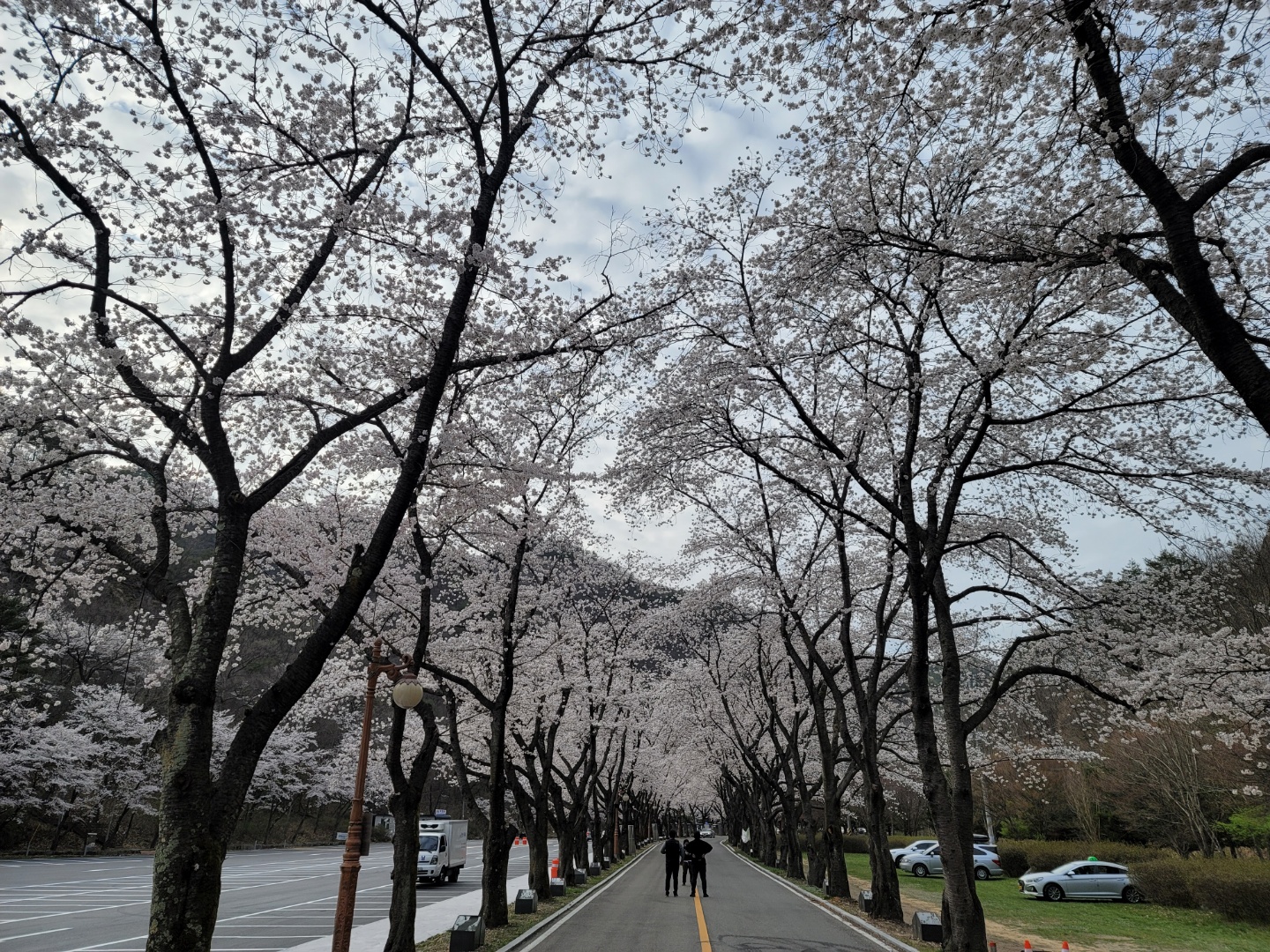 남부마이산 벚꽃개화 상황입니다.(2021.4.2.기준) 이미지(1)