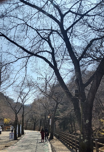 마이산도립공원 벚꽃 개화상황(2022.04.06.) 이미지(2)
