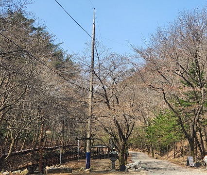 마이산도립공원 벚꽃 개화상황(2022.04.06.) 이미지(4)
