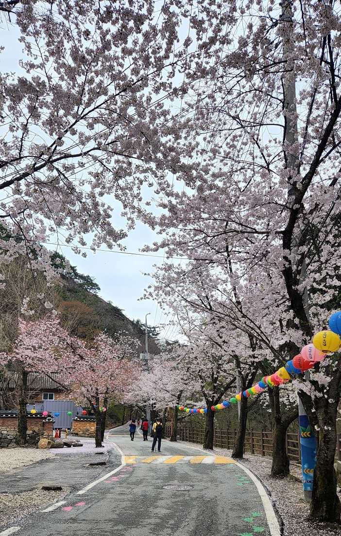 마이산도립공원 벚꽃 개화상황(2022..