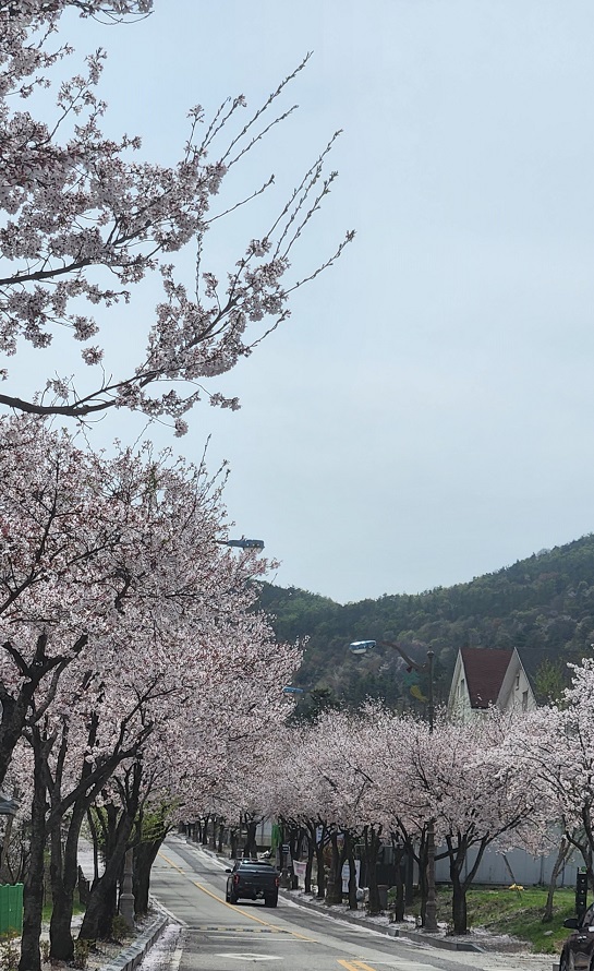 마이산도립공원 벚꽃 개화상황(2022.4.14.) 이미지(3)