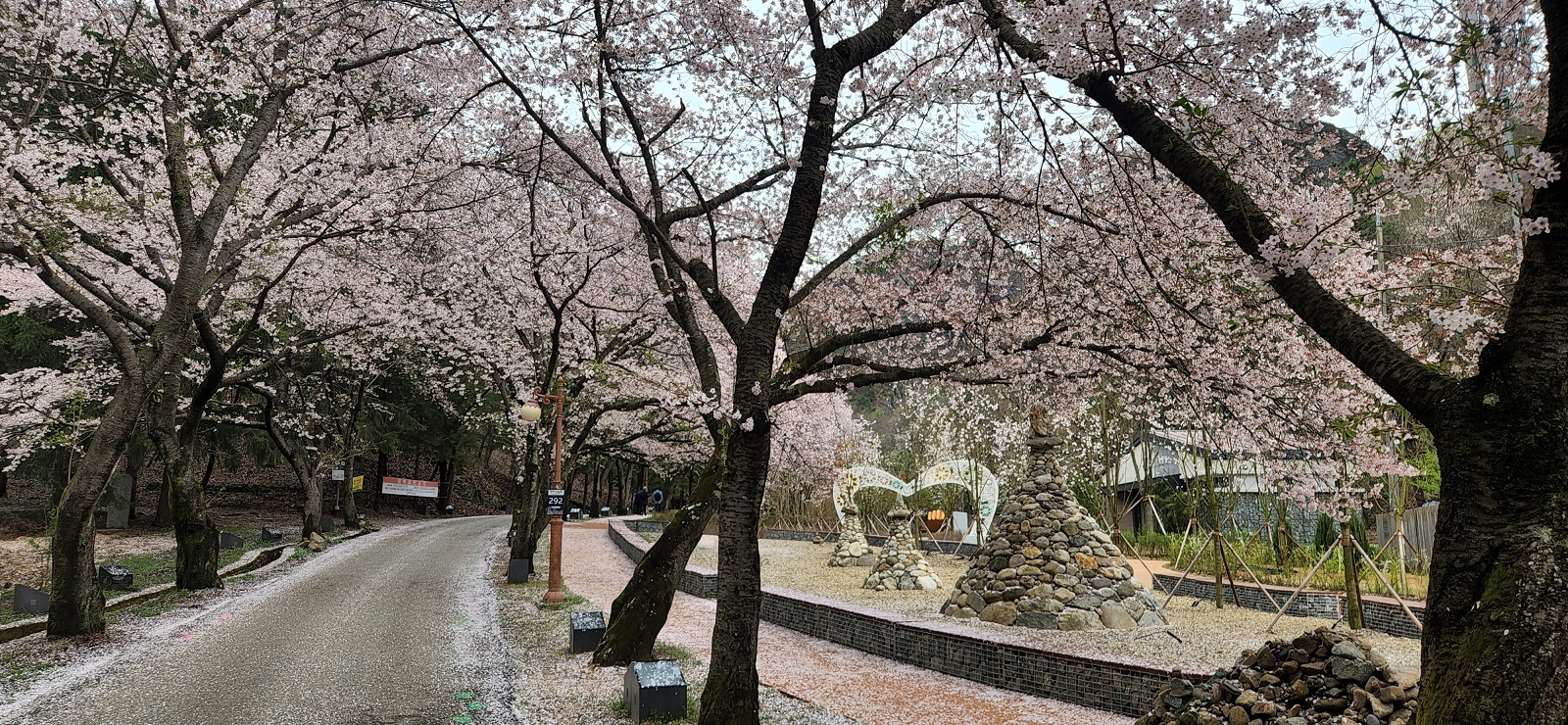 마이산도립공원 벚꽃 개화상황(2022.4.14.) 이미지(4)