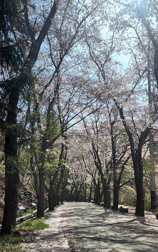 마이산도립공원 벚꽃개화상황(2022...