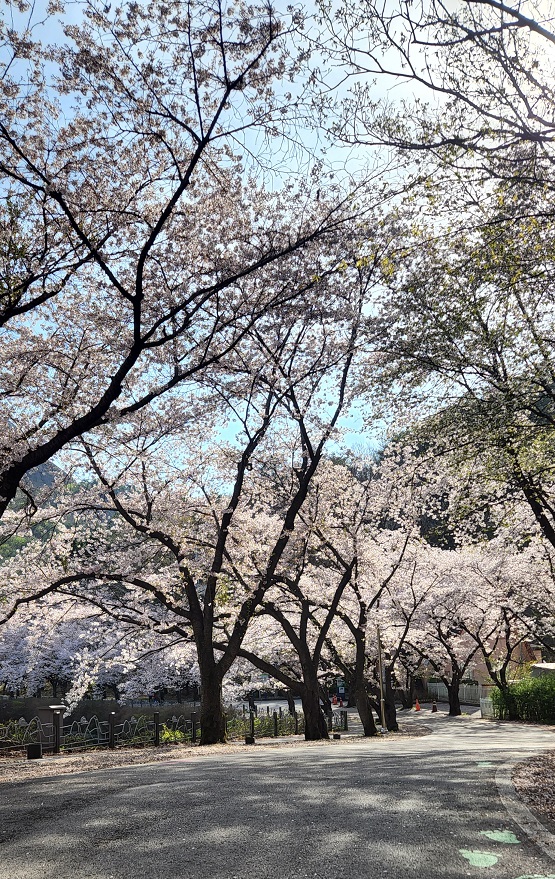 마이산도립공원 벚꽃 개화상황(2022..