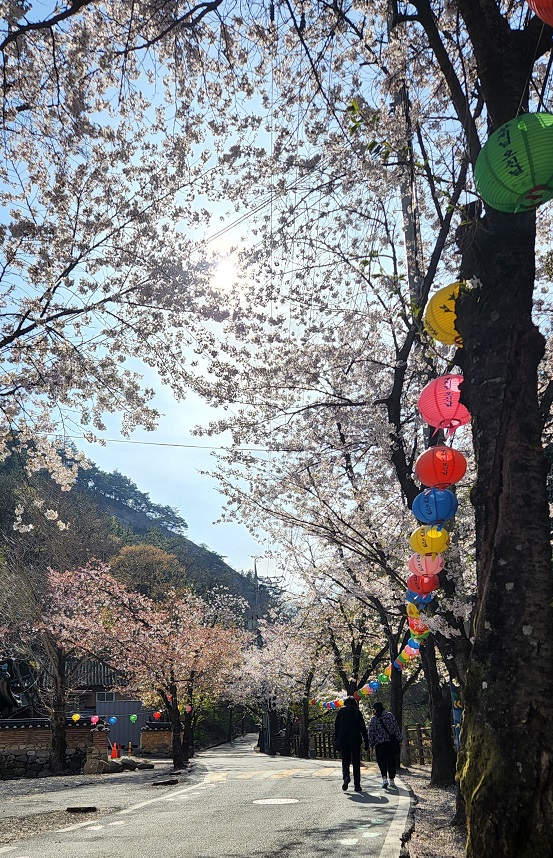 마이산도립공원 벚꽃 개화상황(2022.4.16.) 이미지(3)