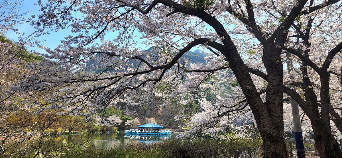 마이산도립공원 벚꽃 개화상황(2022.4.16.) 이미지(4)