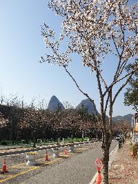 마이산 북부 벚꽃 개화상황입니다.(2020.4.3) 이미지