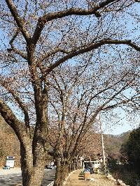마이산 남부 벚꽃 개화상황입니다.(2020.4.3) 이미지