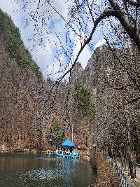 마이산도립공원 벚꽃 개화 상황 이미지