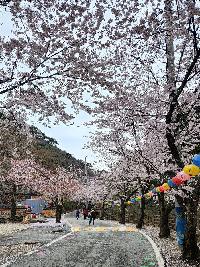 마이산도립공원 벚꽃 개화상황(2022.4.14.) 이미지