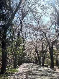 마이산도립공원 벚꽃개화상황(2022.4.15.) 이미지