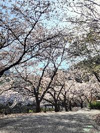 마이산도립공원 벚꽃 개화상황(2022.4.16.) 이미지