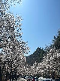 마이산도립공원 벚꽃 개화상황(2023. 4. 1.) 이미지