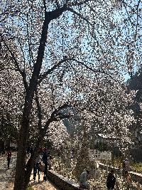 마이산도립공원 벚꽃 개화 상황(2023. 4. 2.) 이미지
